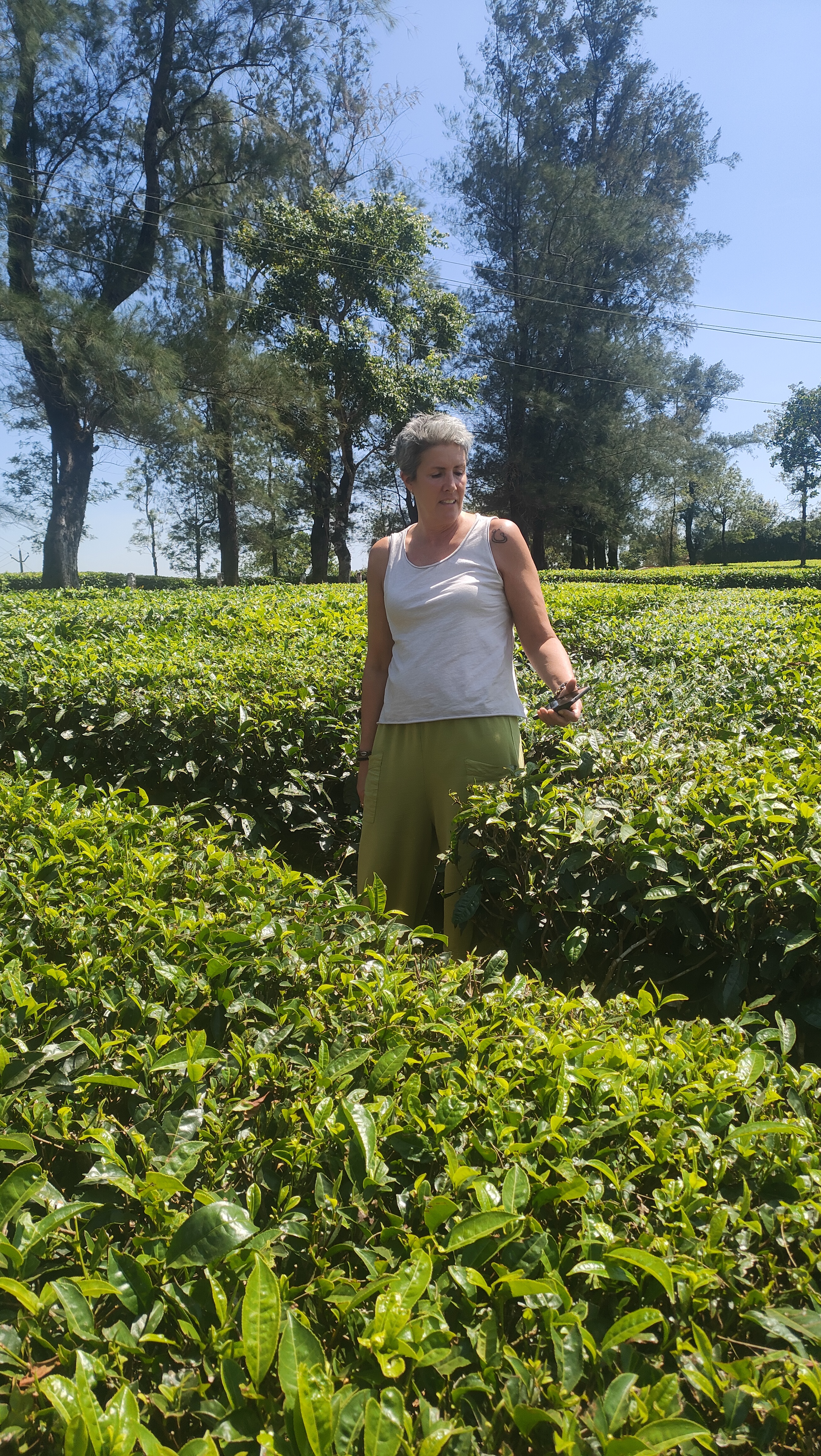 green tea plantations Munnar